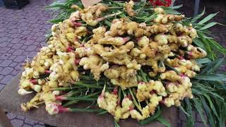 Organic locally grown Ginger on Salt Spring Island [upl. by Hagerman336]