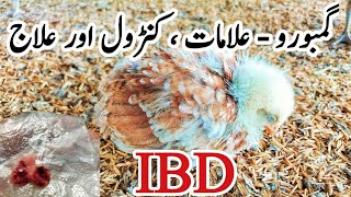 Gumboro Prevention Signs Symptoms Treatment and Vaccination  IBD in Poultry  Dr ARSHAD [upl. by Eltsyek338]