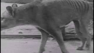 Historical thylacine Tasmanian Tiger film 5  Beaumaris Zoo Hobart 19 December 1933 [upl. by Adolpho393]