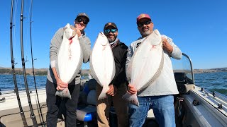 Another beautiful catch in tomales bay 1052024 [upl. by Drusi]