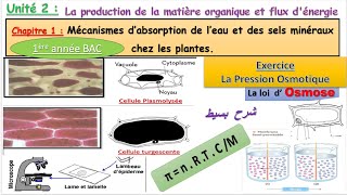 1bac Mécanismes dabsorption deau et des sels minéraux chez les plantes  Partie 1 [upl. by Noell]