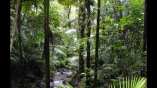 El Yunque Puerto Rico Rain Forest [upl. by Pasol985]