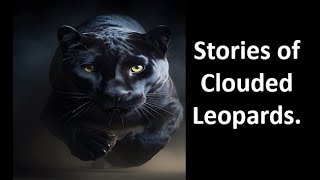 Stories of Clouded Leopards [upl. by Ellahcim]