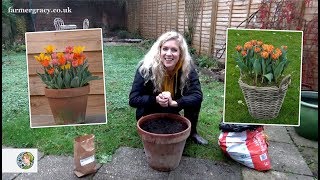 How to plant Tulips bulbs in a pot or container  FarmerGracycouk [upl. by Lairbag]