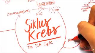 Siklus Krebs TCA Cycle Siklus Asam Sitrat interelasi metabolisme bahan baku proses dan produk [upl. by Nivag240]