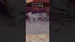 Delhi mein Qutub minar nahi kutta bimaryad satae Teri songfunny video viral video 😆😁😁🤣😂😅😆😆😆 [upl. by Reitman]