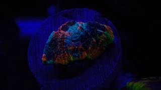 Rainbow acan echinata [upl. by Valdemar]