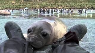 Curious Baby Seal Approaches Cameraman [upl. by Oates]