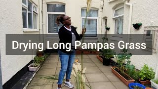 How to dry very Long Pampas Grass for Home Decor [upl. by Eneg]