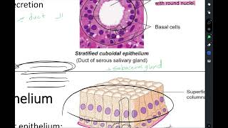 Histology lecture1 epithelial tissue part 2 [upl. by Jezabel]