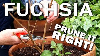 Pruning Hardy Fuchsias [upl. by Atiuqrahs]