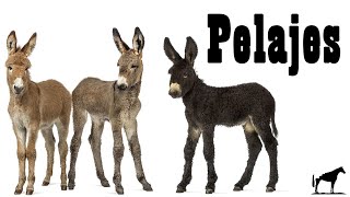 Pelajes De Los Burros quotGenética Del Colorquot Capas 🐴Del Cerro Soy [upl. by Tobi813]