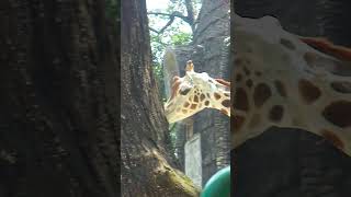 Giraffe head movement rhythm [upl. by Aleicarg]