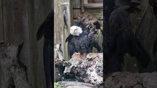 Canadian Bald Eagle stares angrily at Tourists eagles wildlife birds [upl. by Eisiam]