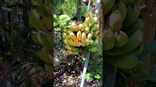 Naturally ripe banana in the tree in my backyard  shorts banana viralvideo shotsfeed [upl. by Atekal313]