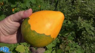 ⟹ Tatume  Cucurbita pepo  volunteers that come up every year [upl. by Eichman]