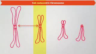 TYPES OF CHROMOSOMES BASED ON THE POSITION OF CENTROMERE [upl. by Tasiana]