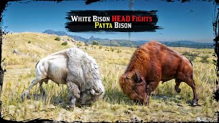 Legendary White Bison Fights Legendary Payta Bison ▶️ Ultra RARE Event Red Dead Redemption 2 [upl. by Beard188]