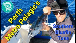 Southern BlueFin Tuna Bag Out In Perth Metro Waters While the Demersal Ban is On Ep33 BlissNiques [upl. by Adlen]