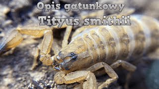 Opis gatunkowy Tityus smithii [upl. by Keven]