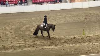 All American Youth Horse Show Hunter Equitation horse equestrian viral horsegirls aqha [upl. by Rehpinej892]