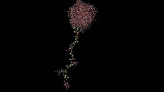 Molecular dynamics simulation of a solvated unfolded hydrophobic polymer chain [upl. by Ravens]