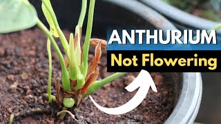 Anthurium plant not flowering [upl. by Hilario]