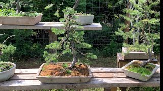 Yamadori Subalpine Fir Bonsai [upl. by Cusick]