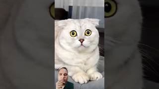 quotFears in the Cats Eyes🙀quotshorts cat pets funny funnycats cute shortsfeed animals cats [upl. by Llednil]