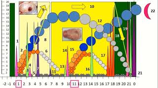 Formations en ligne en reproduction bovine  SAISON 3 [upl. by Roddy]