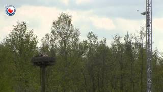 Eibertshiem blij met populatie ooievaars in Fryslân [upl. by Marty174]