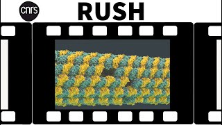 Lhétérogénéité structurale des microtubules par cryotomographie électronique  Rush de Recherche [upl. by Russel524]