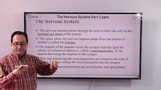 The Nervous System Part 2 – From macroscopic to microscopic structure [upl. by Kirby]