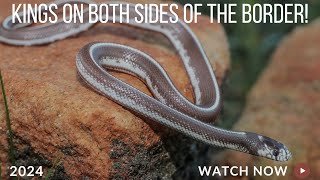 Hypo Melanistic King Snake Flipping Kings on Both Sides of the Border [upl. by Hesper]