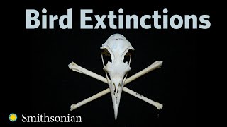 Bird Extinctions with Helen James [upl. by Ule644]