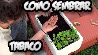 Como Sembrar Tabaco En Casa  El Semillero  Cultivo De Tabaco  La Huertina De Toni [upl. by Dori]