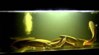 Neoceratodus forsteri Australian Lungfish update 22012 [upl. by Gessner217]