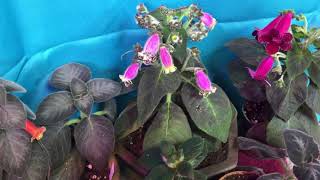 How to Grow Kohleria Houseplant Care Guide [upl. by Etireuqram]