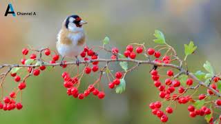 Saka Sesi  Saka Huylandırma  Carduelis  2021 [upl. by Avra]