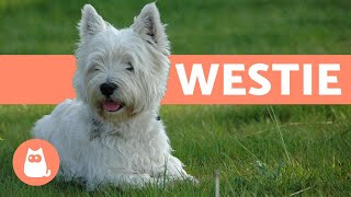 West Highland White Terrier Westie  Characteristics and Care [upl. by Enomahs]