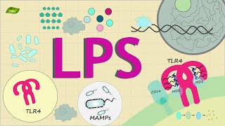 What is LPS signaling  Know Everything  Basic Science Series English [upl. by Rape462]