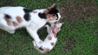 Mother cat eats her kitten [upl. by Borras]