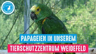 Papageien in unserem Tierschutzzentrum Weidefeld [upl. by Ellerehs376]