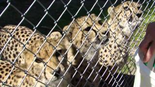 Endangered Species Tour with Cheetahs at Busch Gardens Tampa [upl. by Nilorac]