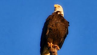 The Majestic Bald Eagle  Trump 2024 [upl. by Leuneb871]