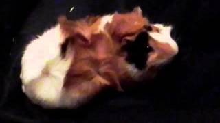 Clever Guinea Pig  Pametno morsko prase [upl. by Nylirek536]