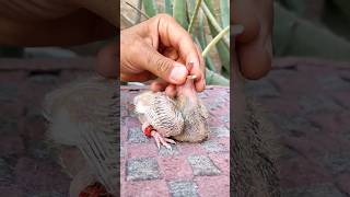 Hand feeding baby pigeon تغذية صغار الحمام باليد pigon kabutar babybird shorts tiktok viral [upl. by Ecyla130]