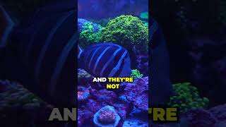 Worlds Largest AllInOne Aquarium World Wide Corals [upl. by Atnahsal]