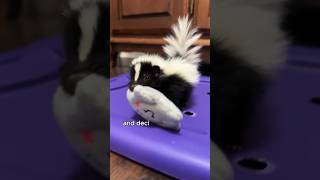 The skunk baby bullied by dogs animals love shorts [upl. by Otipaga]