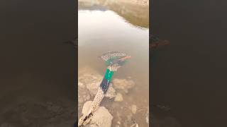 Pathan fishing new video dam fishing🐠fish shorts fishing [upl. by Yuhas]